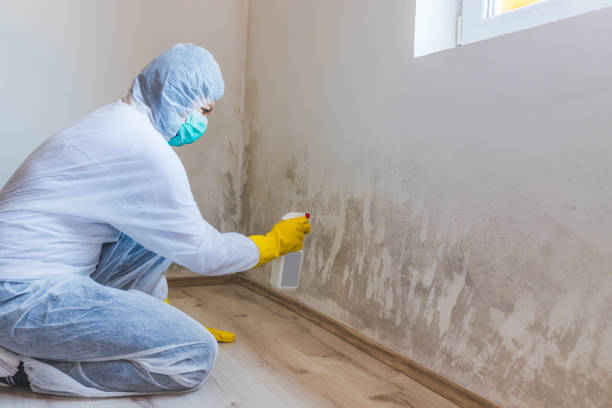 Licensed Black Mold Removal service in Mahaffey, PA - WQB Mold Removal