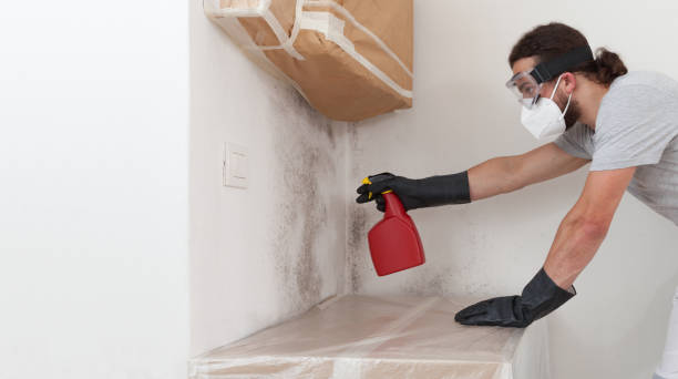 Professional Black Mold Removal technician working in Mahaffey, PA