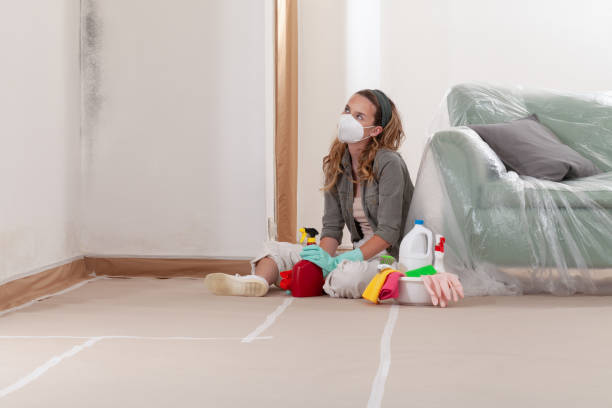 Reliable Black Mold Removal contractor in Mahaffey, PA by WQB Mold Removal
