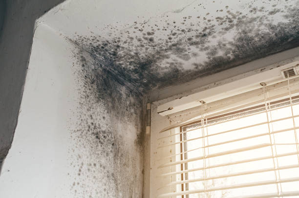Affordable Black Mold Removal solutions in Mahaffey, PA