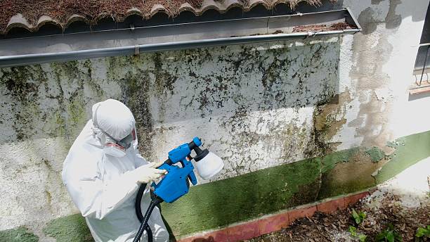 Top rated local Black Mold Removal specialists in Mahaffey, PA